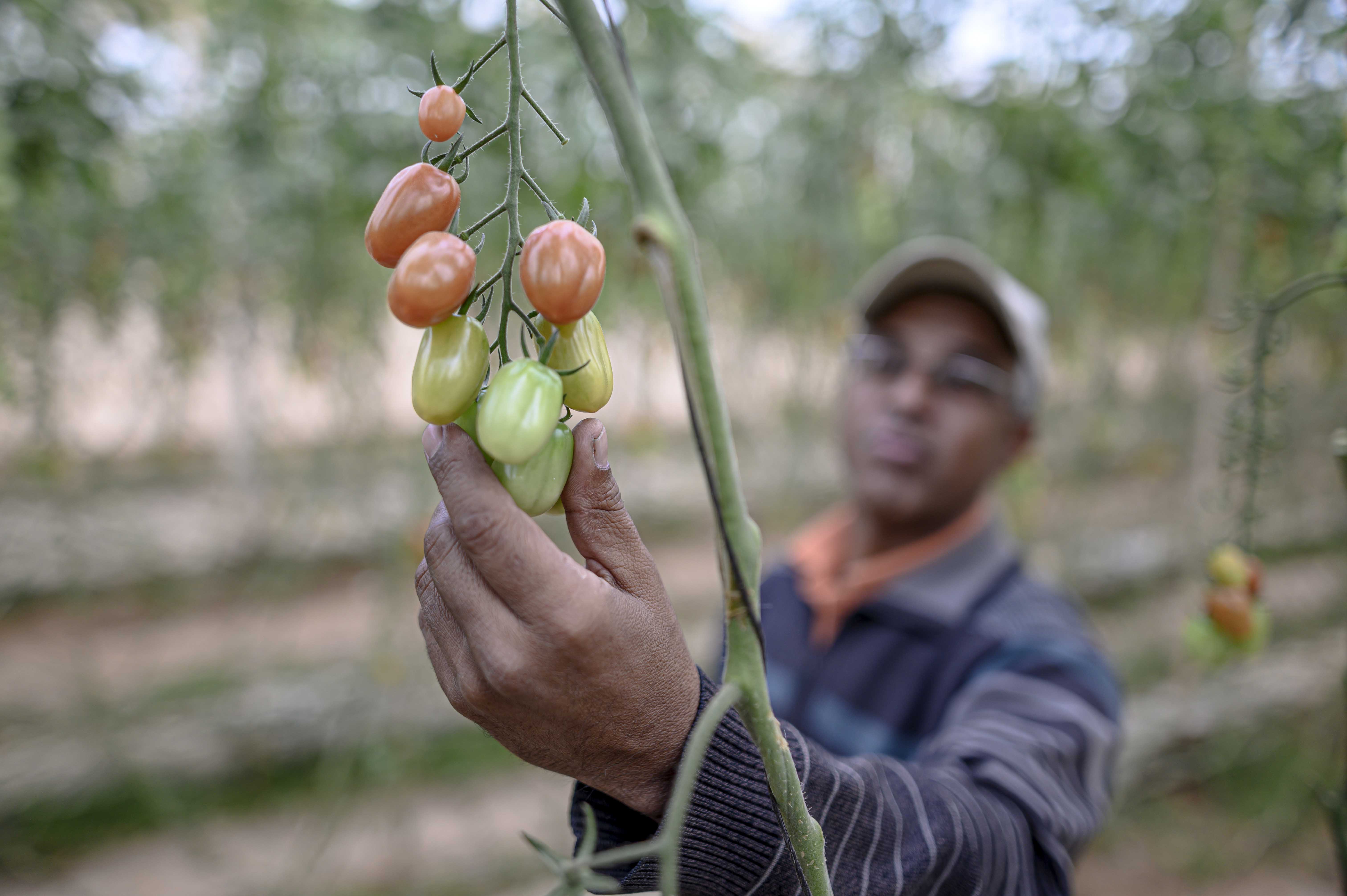 Phosphate in sustainable agriculture map